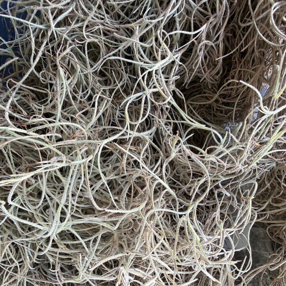 Spanish Moss Live Fresh Pick 1 Gallon Southern Oak Tree Florida Air Plant Craft